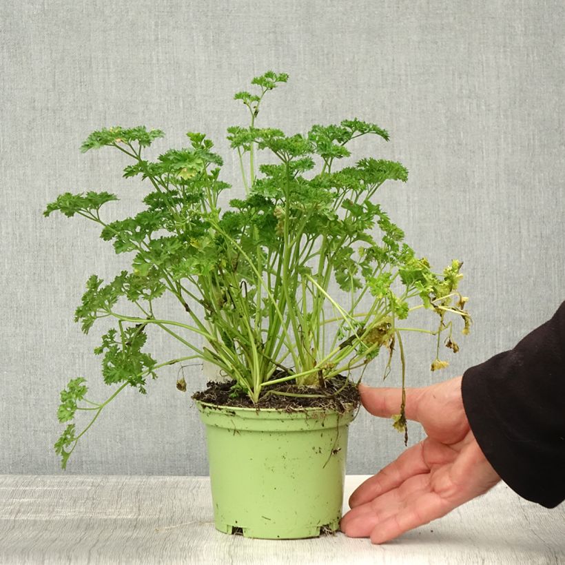 Spécimen de Persil frisé vert foncé en plant BIO Pot de 2L/3L tel que livré en automne