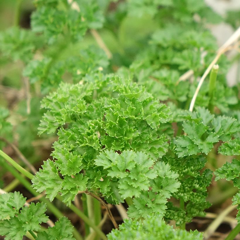 Persil frisé vert foncé en plant BIO (Feuillage)