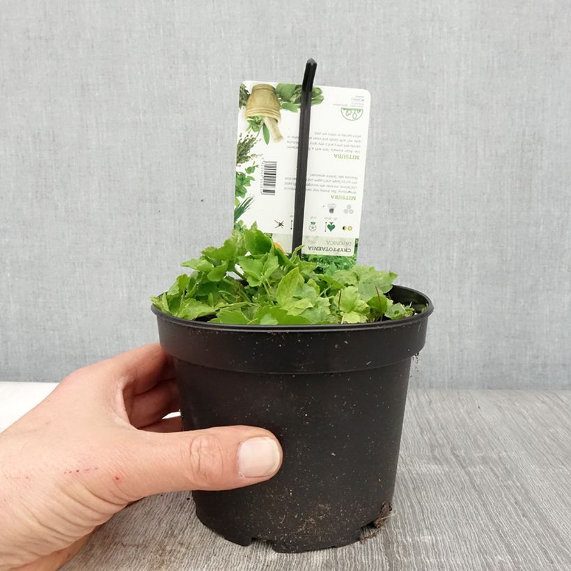 Spécimen de Persil japonais - Cryptotaenia japonica Pot de 1,5L/2L tel que livré au printemps