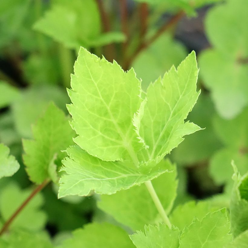 Persil japonais - Cryptotaenia japonica (Feuillage)