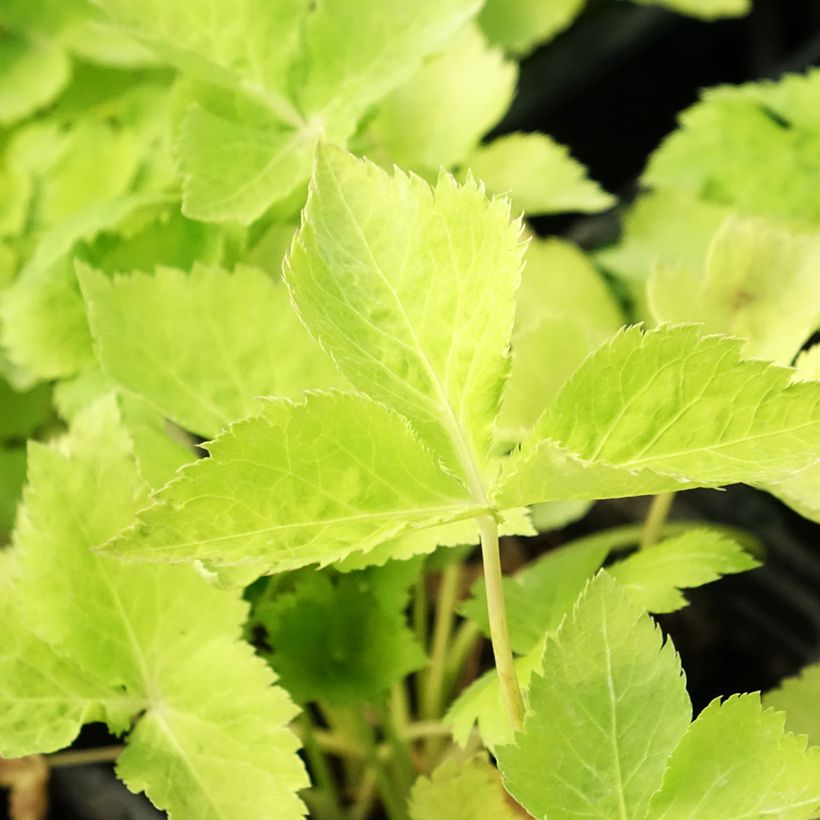 Persil japonais Mitsuba BIO (Feuillage)