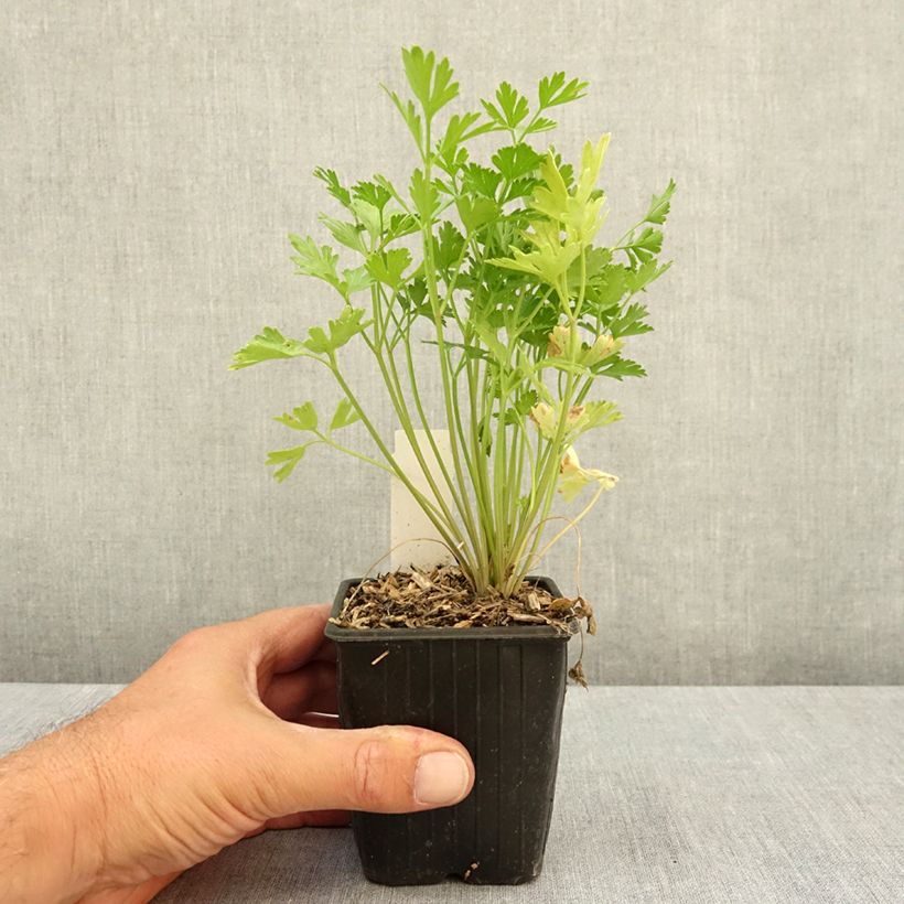 Spécimen de Persil plat - Petroselinum crispum var. neapolitanum Godet de 8/9 cm tel que livré en été