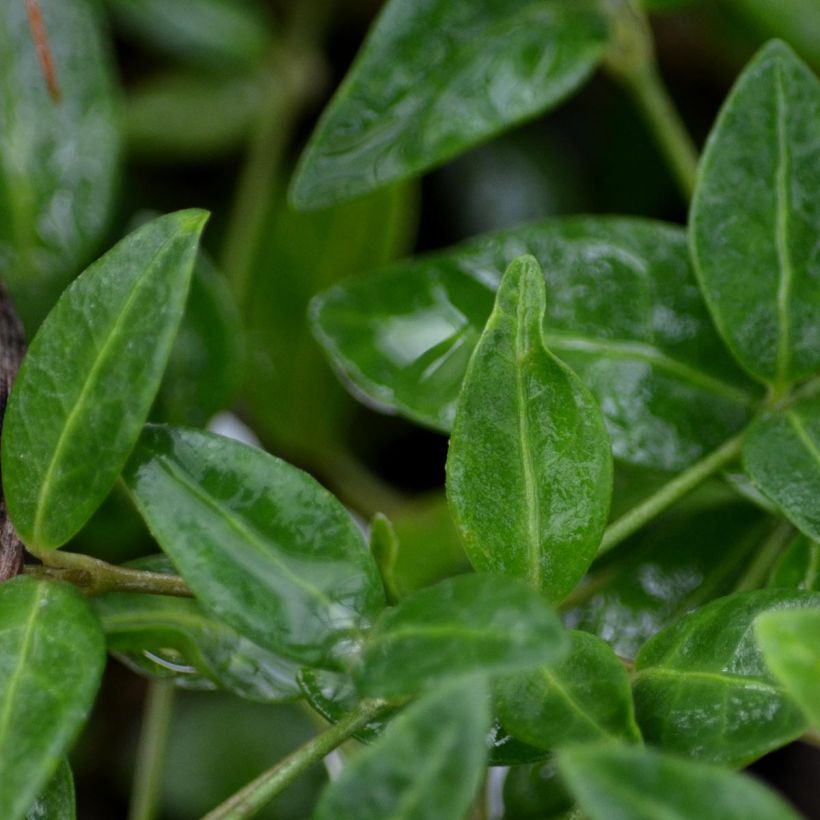 Vinca minor Marie - Pervenche à petite fleurs  (Foliage)