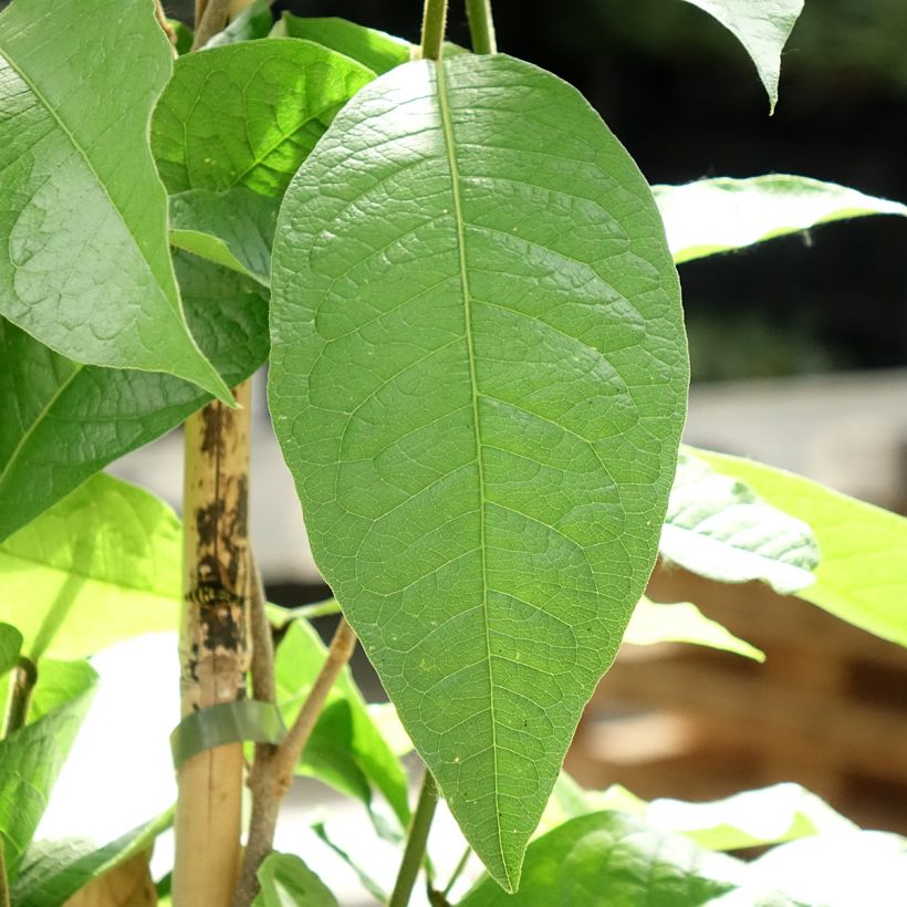 Petrea volubilis - Liane de Saint Jean (Feuillage)