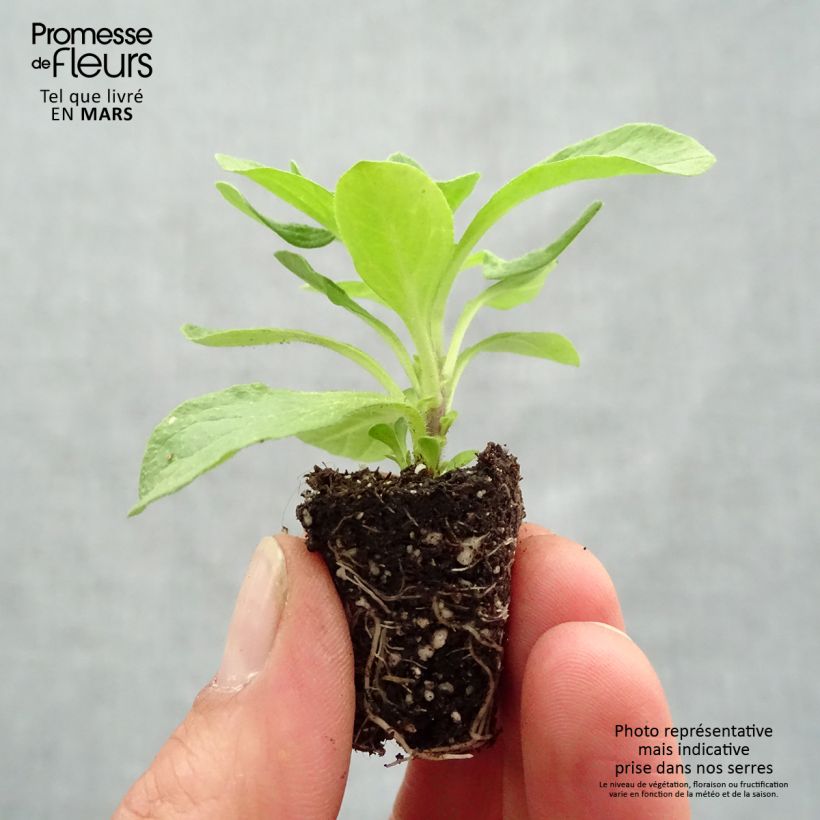 Spécimen de Petunia BeautiCal Sunset Orange - Petchoa hybrida Mini-motte Ø 3/4 cm tel que livré au printemps