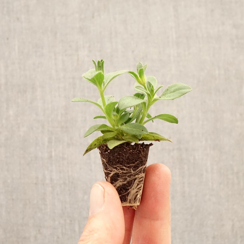 Spécimen de Pétunia Bee's Knees Mini-motte Ø 3/4 cm tel que livré au printemps