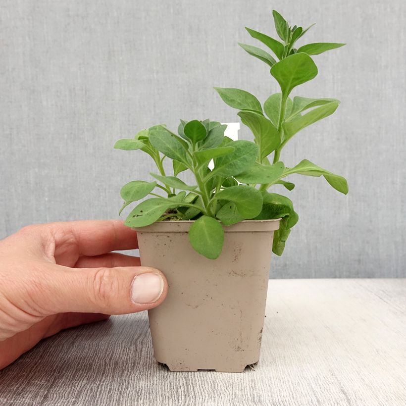 Spécimen de Pétunia Cascadias Rim Magenta Godet de 8/9 cm tel que livré au printemps