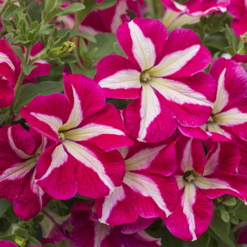 Pétunia Designer Rose Star (Floraison)