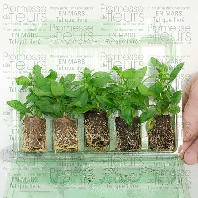 Exemple de spécimen de Calibrachoa Million Bells Lemon - Mini-pétunia Mini-motte Ø 3/4 cm, Plant vert de 5 à 10 cm de haut tel que livré