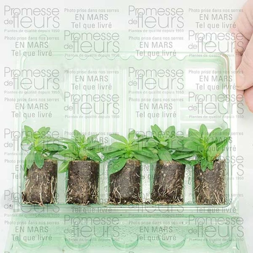 Exemple de spécimen de Calibrachoa Million Bells Trailing Fuchsia - Mini-pétunia Mini-motte Ø 3/4 cm, Plant vert de 5 à 10 cm de haut tel que livré