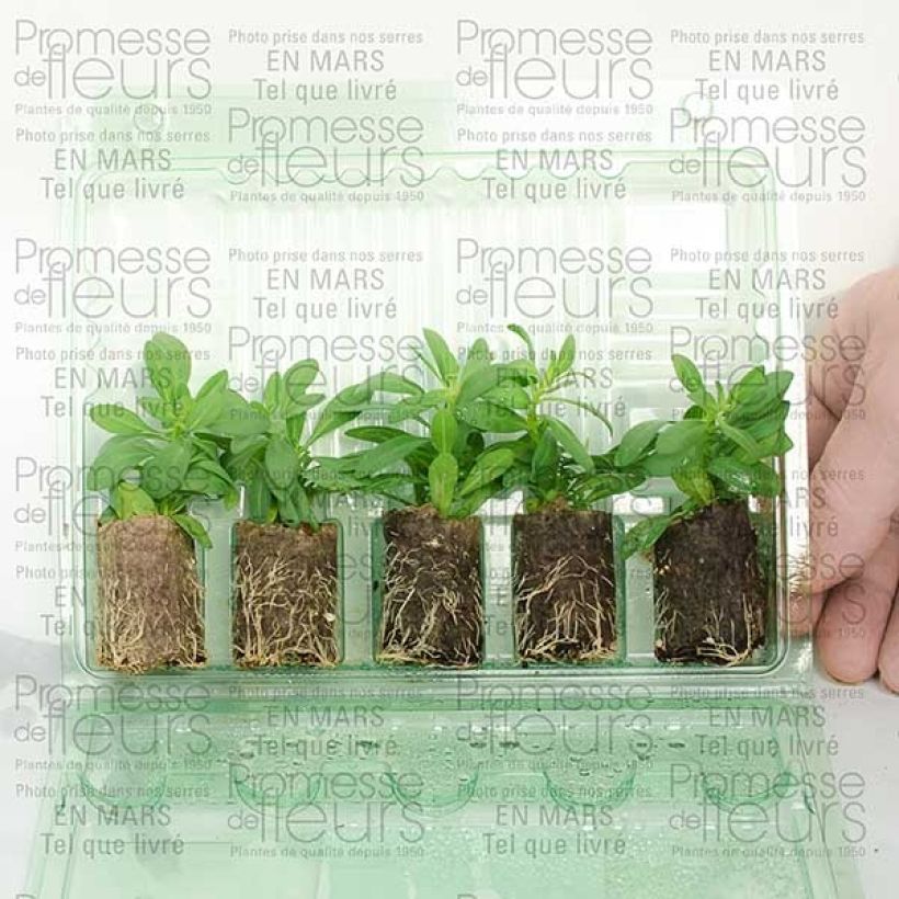 Exemple de spécimen de Calibrachoa Million Bells Trailing Ice - Mini-pétunia Mini-motte Ø 3/4 cm, Plant vert de 5 à 10 cm de haut tel que livré