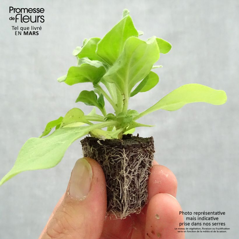 Spécimen de Petunia Splash Dance Fuchsia Flamenco Mini-motte Ø 3/4 cm tel que livré au printemps