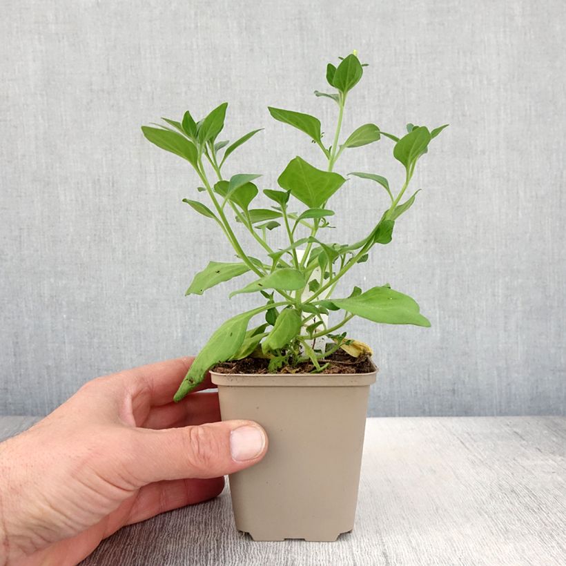 Spécimen de Pétunia Supertunia Vista Bubblegum Pot de 10 cm/11cm tel que livré au printemps