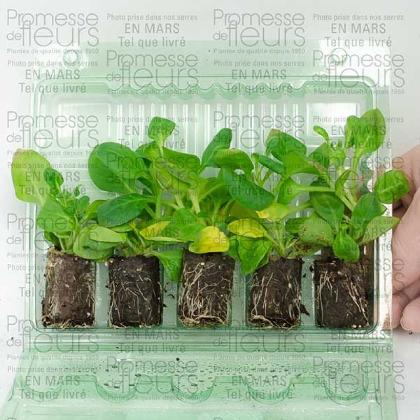 Exemple de spécimen de Pétunia surfinia double rose pale Mini-motte Ø 3/4 cm, Plant vert de 5 à 10 cm de haut tel que livré