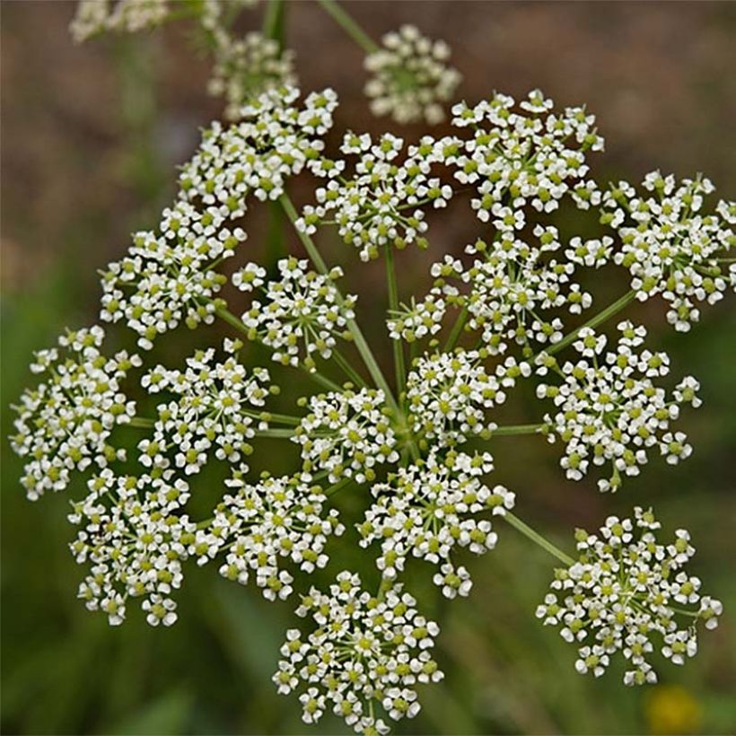 Peucedanum rablense (Flowering)