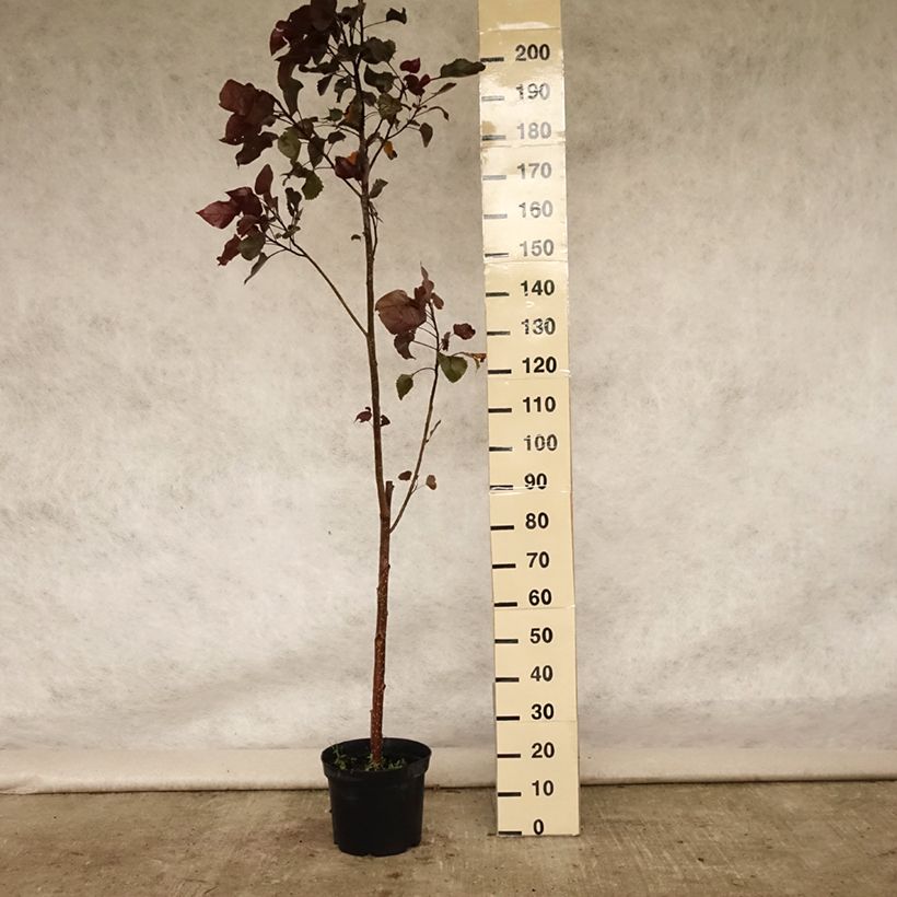 Spécimen de Peuplier pourpre - Populus deltoides Purple Tower Pot de 4L/5L tel que livré en été