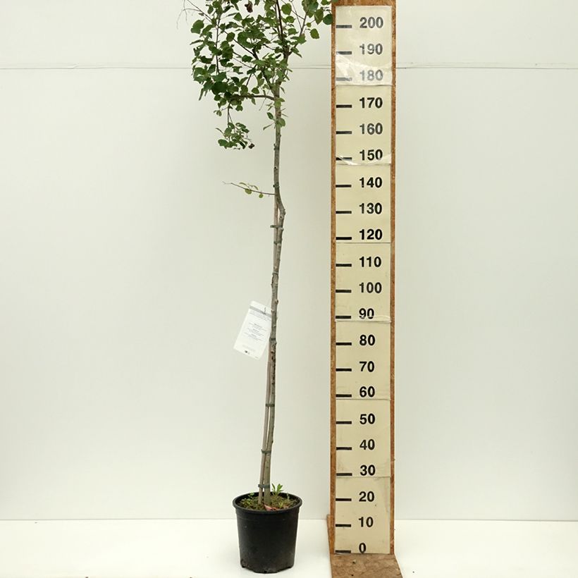Spécimen de Peuplier Tremble - Populus tremula Pot de 7,5L/10L tel que livré en été