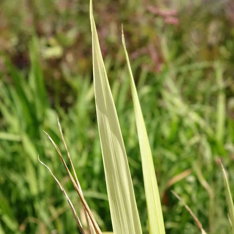 Phaenosperma globosa - Graminée (Feuillage)