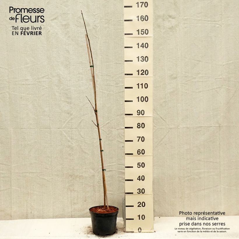 Spécimen de Phellodendron amurense - Arbre au liège de l'Amour Pot de 4L/5L tel que livré en hiver