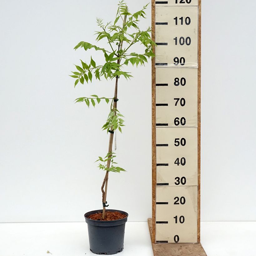 Spécimen de Phellodendron amurense - Arbre au liège de l'Amour Pot de 4L/5L tel que livré au printemps