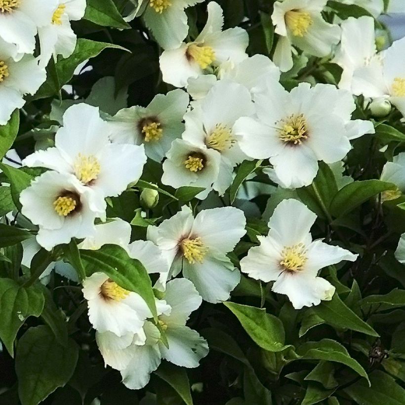 Seringat des jardins - Philadelphus Belle Etoile (Flowering)