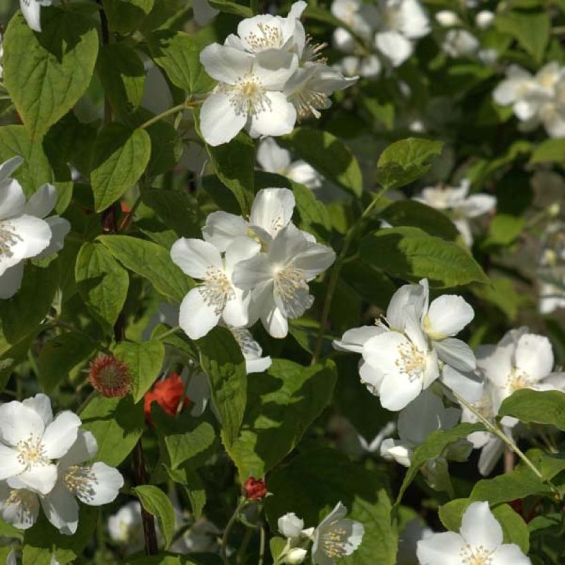 Philadelphus coronarius (Flowering)