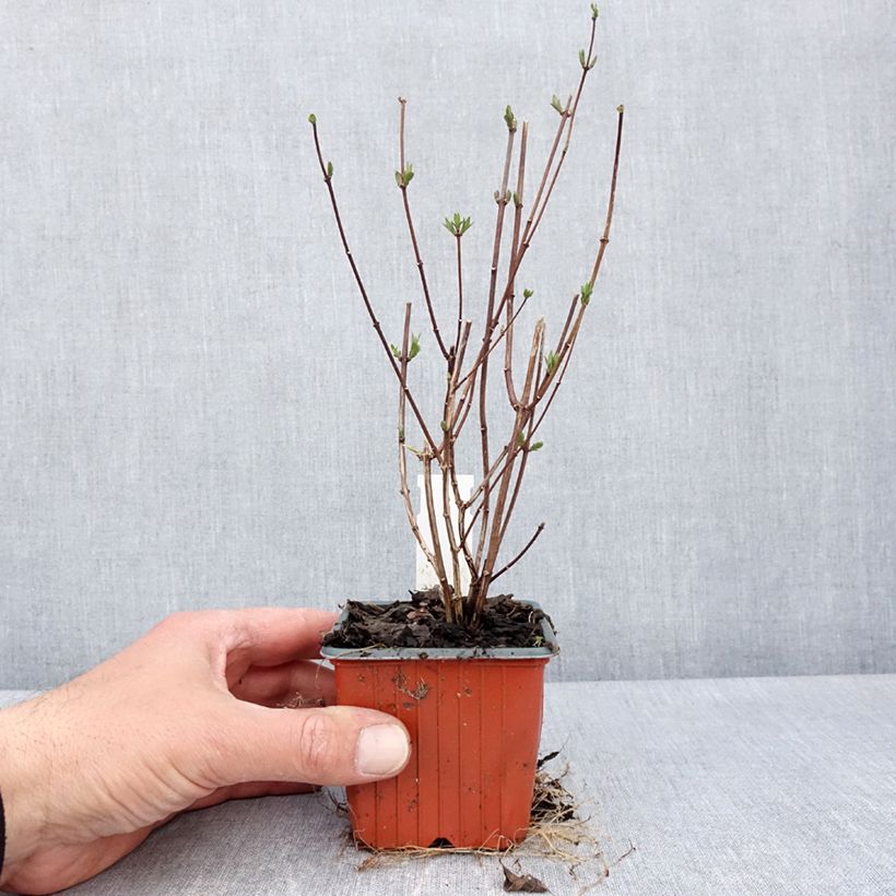 Spécimen de Philadelphus Dame Blanche - Seringat Godet de 8/9 cm tel que livré au printemps