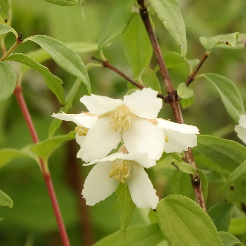 Philadelphus Dame Blanche - Seringat (Floraison)
