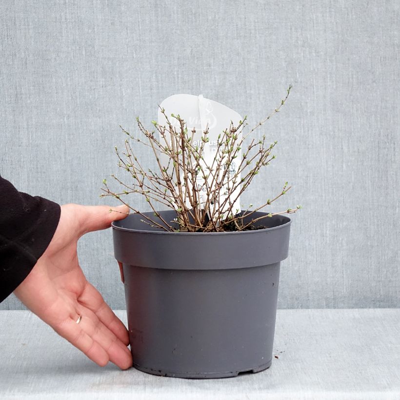 Spécimen de Philadelphus Petite Perfume White Pot de 3L/4L tel que livré au printemps