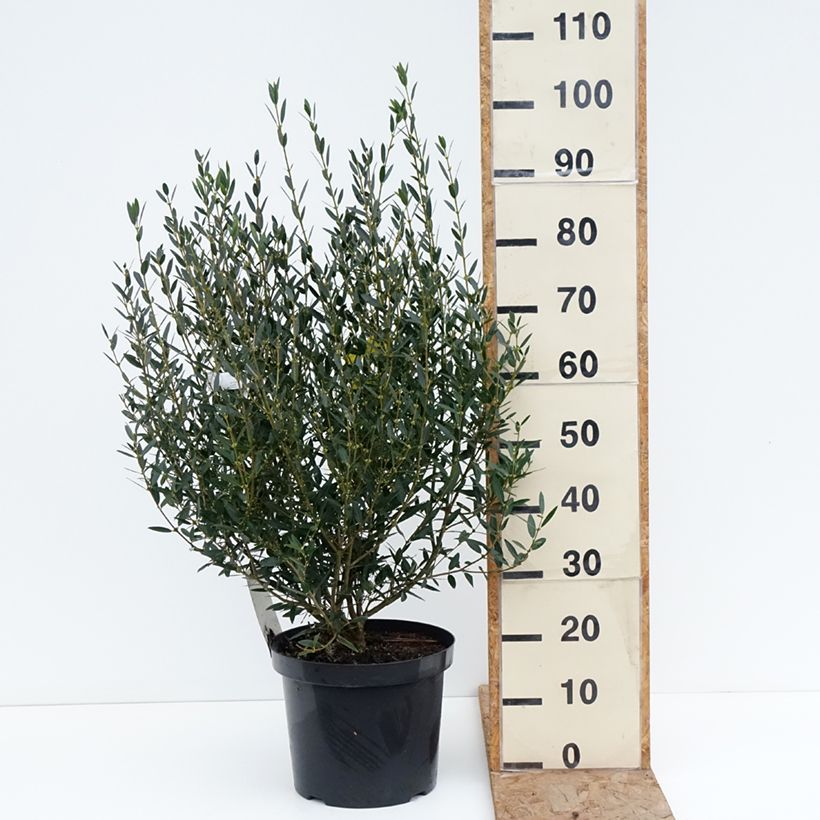 Spécimen de Phillyrea angustifolia - Filaire à feuilles étroites Pot de 7,5L/10L tel que livré en hiver