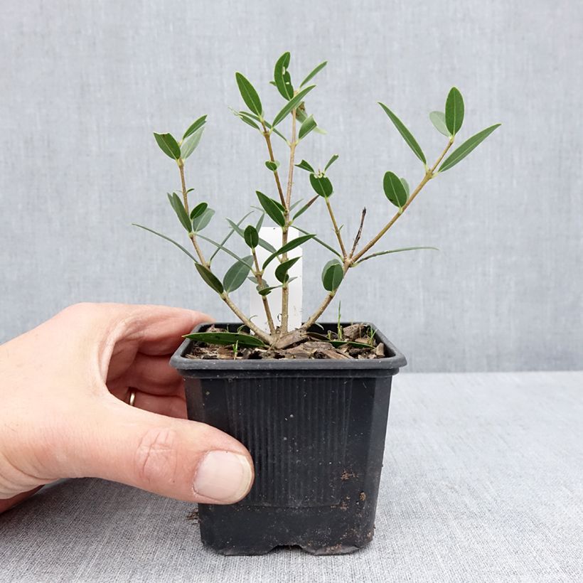 Spécimen de Phillyrea angustifolia Green Up - Filaire à feuilles étroites Godet de 8/9 cm tel que livré au printemps