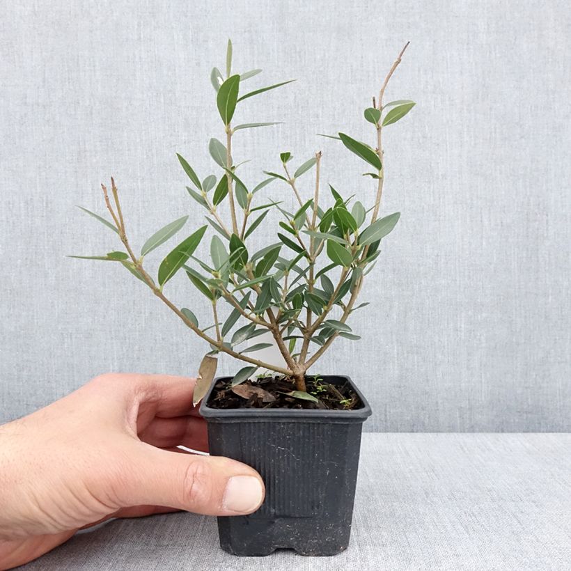 Spécimen de Phillyrea angustifolia GreenQuick - Filaire à feuilles étroites Godet de 8/9 cm tel que livré au printemps