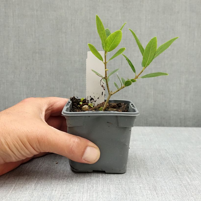 Spécimen de Phillyrea latifolia - Filaire à larges feuilles Godet de 8/9 cm tel que livré au printemps