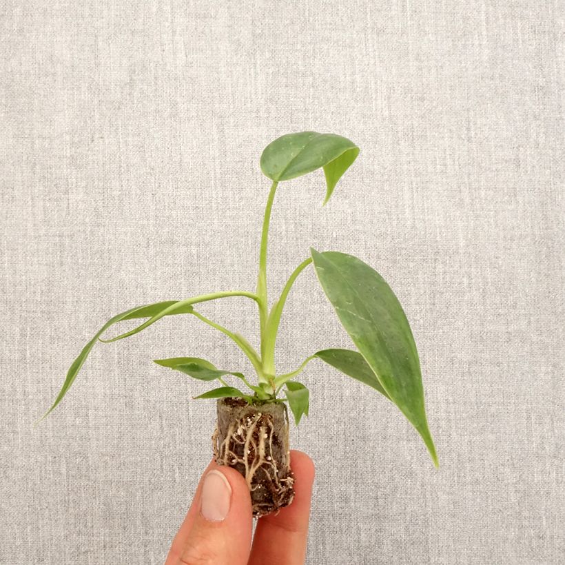 Spécimen de Philodendron 69686 Mini-plante tel que livré au printemps