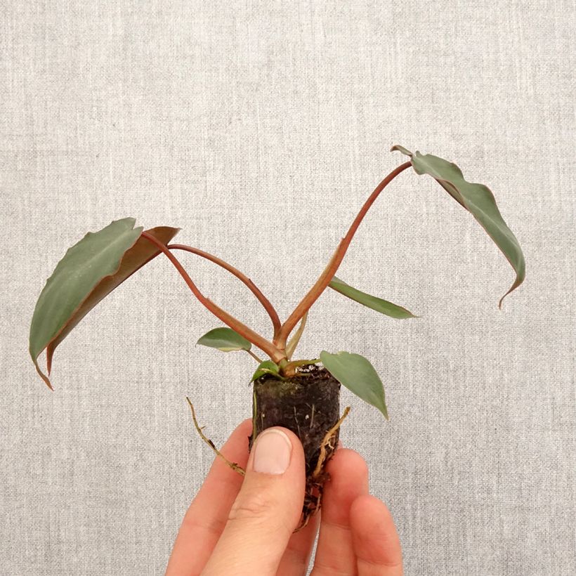 Spécimen de Philodendron billietiae x atabapoense Mini-plante tel que livré au printemps