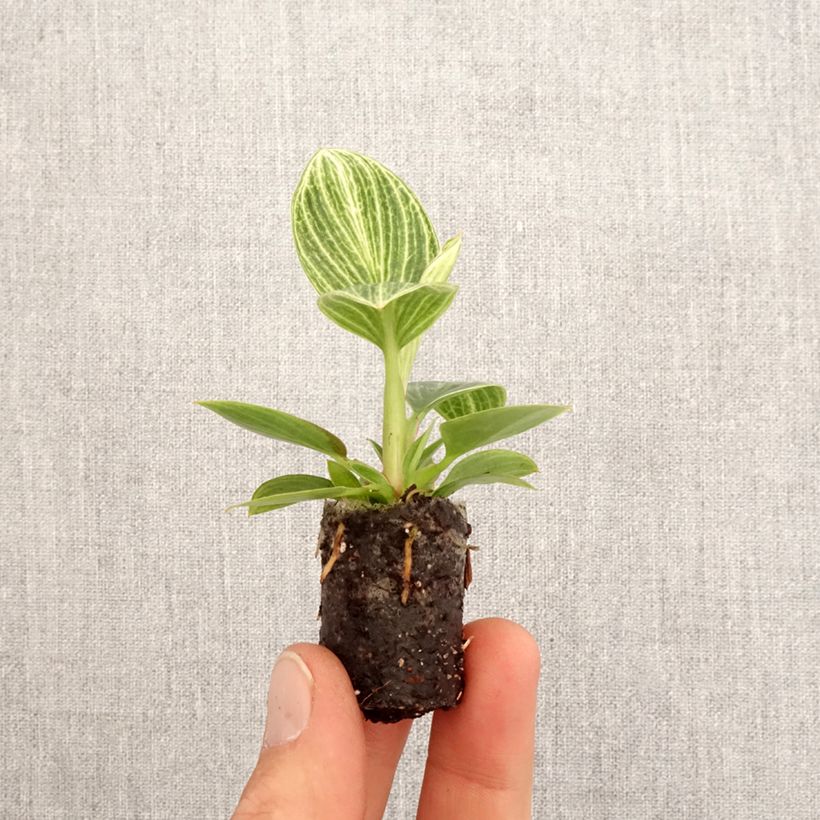 Spécimen de Philodendron Birkin Ribbon SYNONYME Mini-plante tel que livré au printemps
