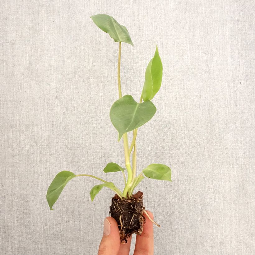 Spécimen de Philodendron burle-marxii Mini-plante tel que livré au printemps