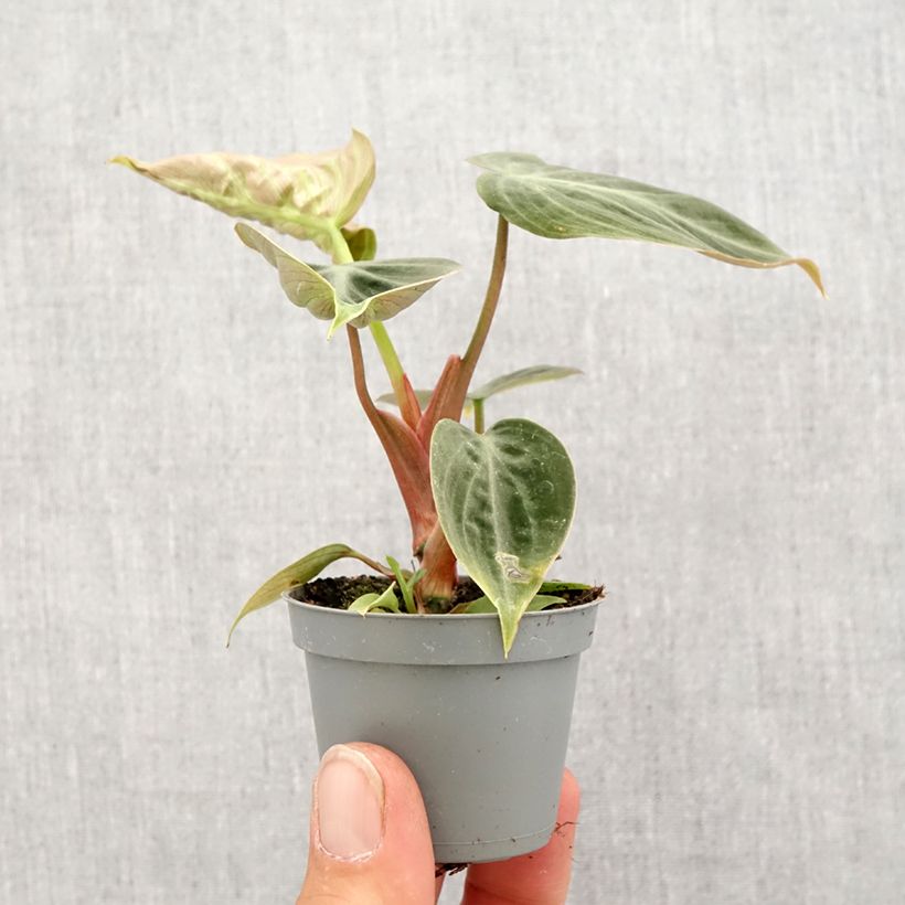 Spécimen de Philodendron El Choco Red Mini-plante tel que livré au printemps