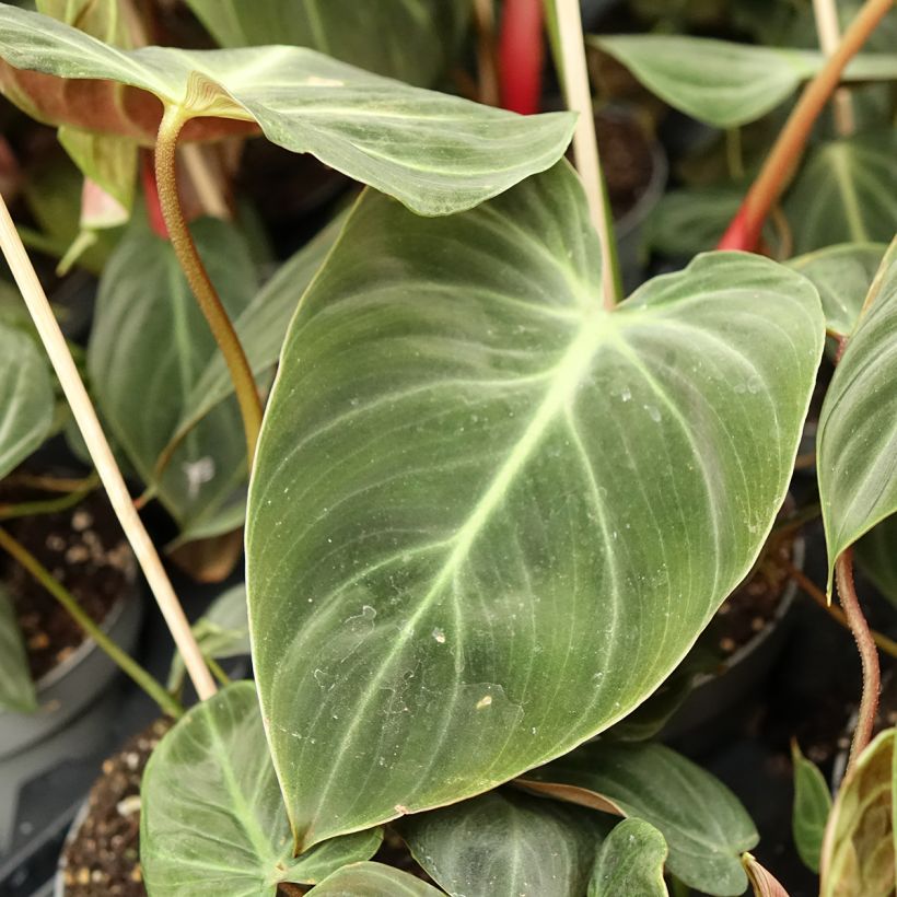 Philodendron El Choco Red (Feuillage)