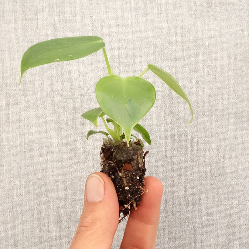 Example of Philodendron grazielae Mini-plante as you get in printemps