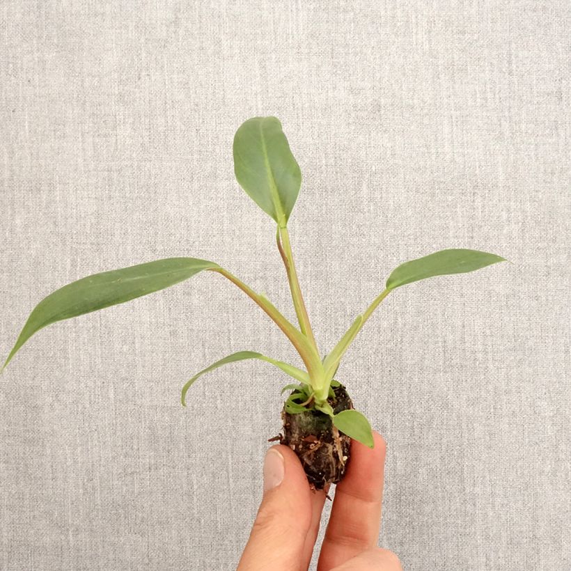 Example of Philodendron holtonianum Trilobe Mini-plante as you get in printemps