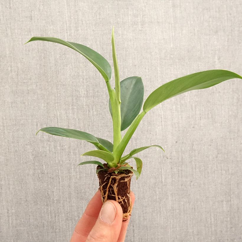 Spécimen de Philodendron Imperial Green Mini-plante tel que livré au printemps