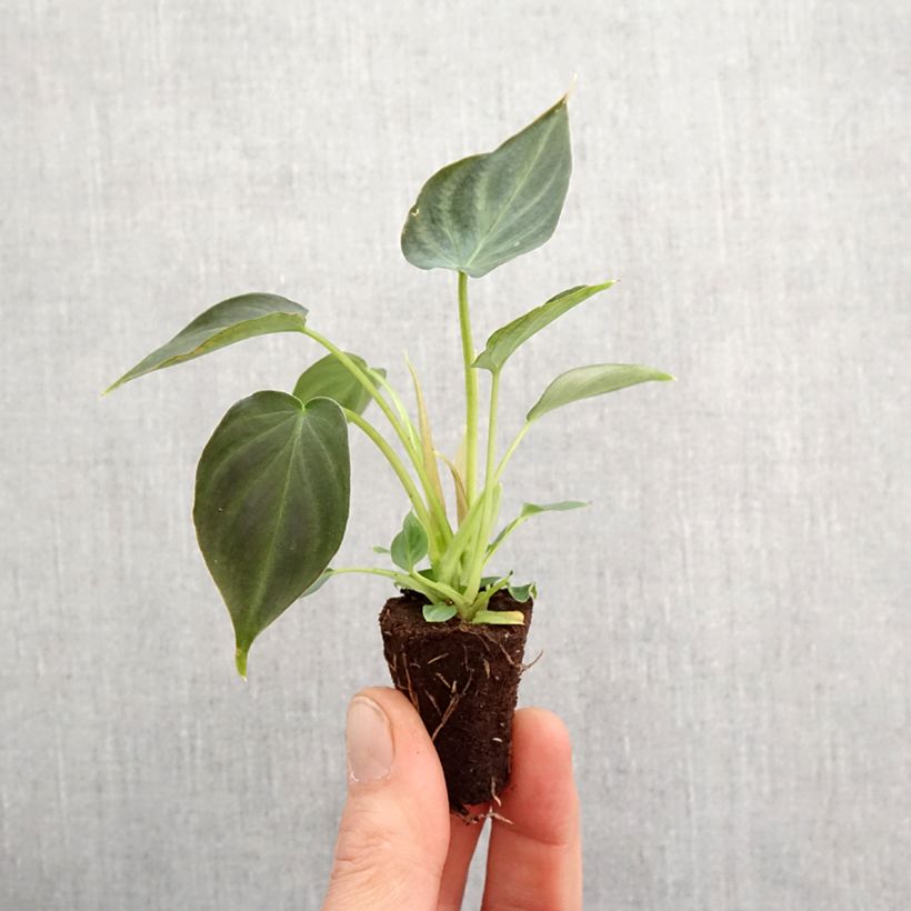 Spécimen de Philodendron Incensi Mini-plante tel que livré au printemps