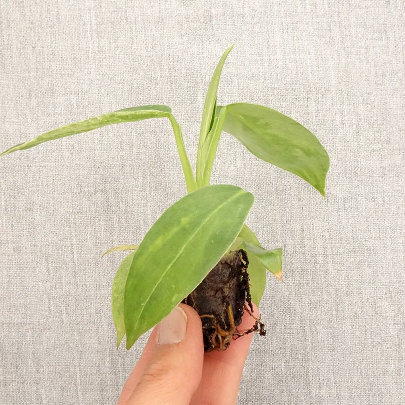 Example of Philodendron Jose Buono Mini-plante as you get in printemps