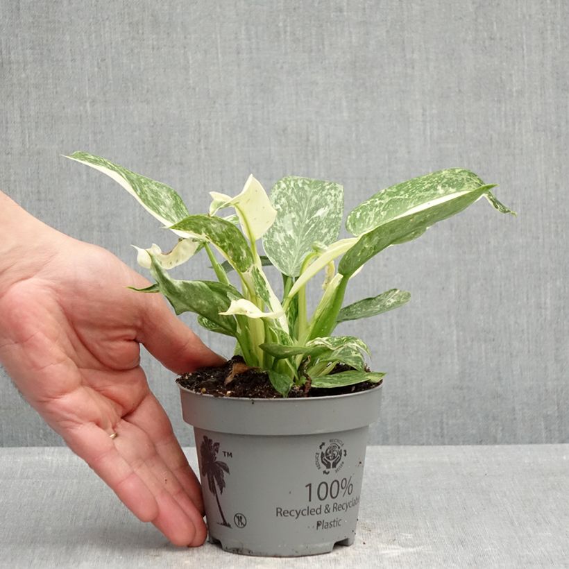 Example of Philodendron Jose Buono Pot de 12 cm / 13 cm as you get in printemps