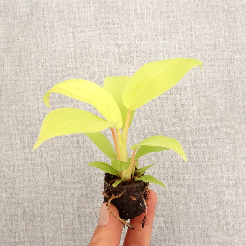 Spécimen de Philodendron Malay Gold Mini-plante tel que livré au printemps