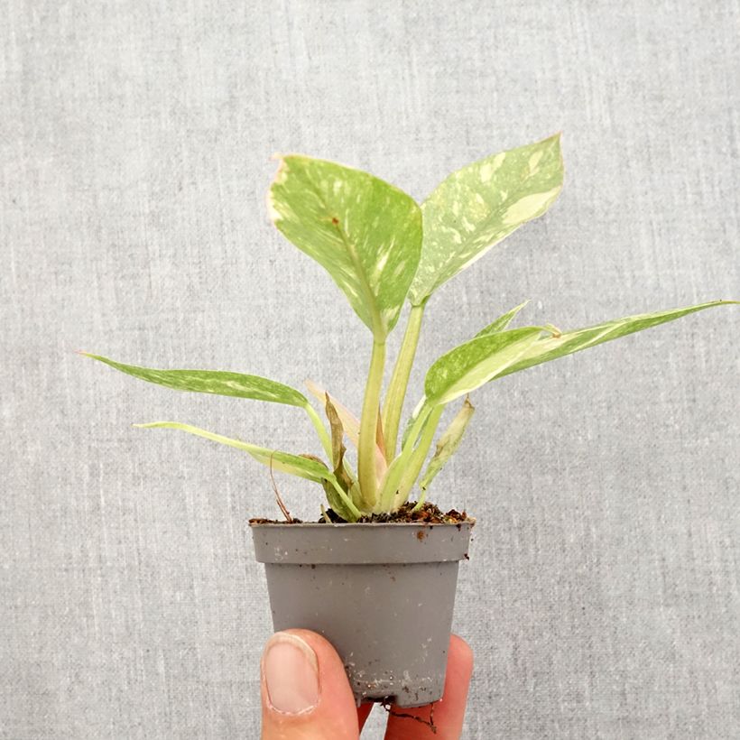 Spécimen de Philodendron Narrow Ring of Fire Mini-plante tel que livré au printemps