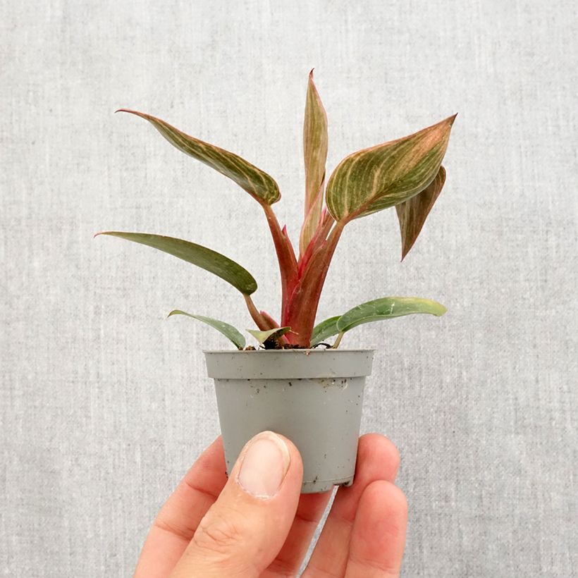 Spécimen de Philodendron Pink Bikini Mini-plante tel que livré au printemps