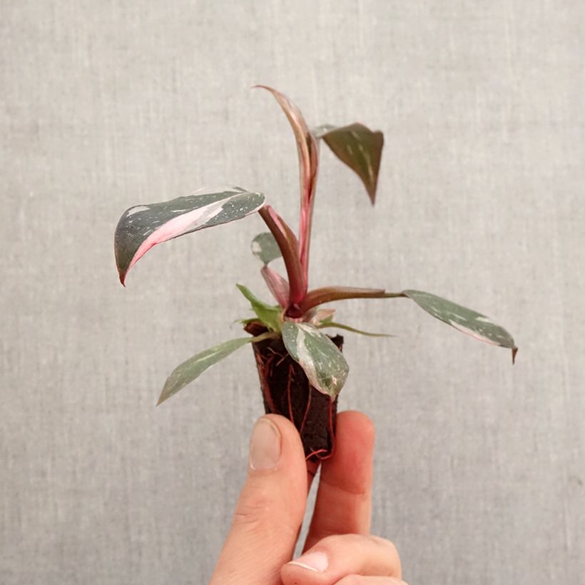 Spécimen de Philodendron Pink Princess Mini-plante tel que livré au printemps