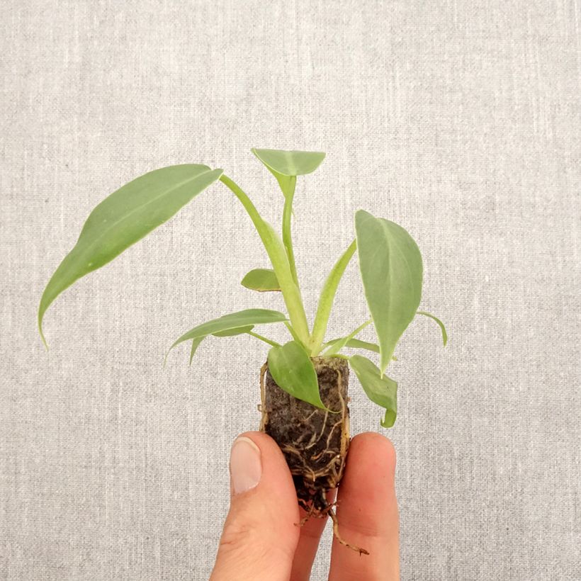 Spécimen de Philodendron radiatum Mini-plante tel que livré au printemps